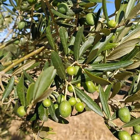 Bien agricole et foncier Vente Vedène  28784m² 375000€