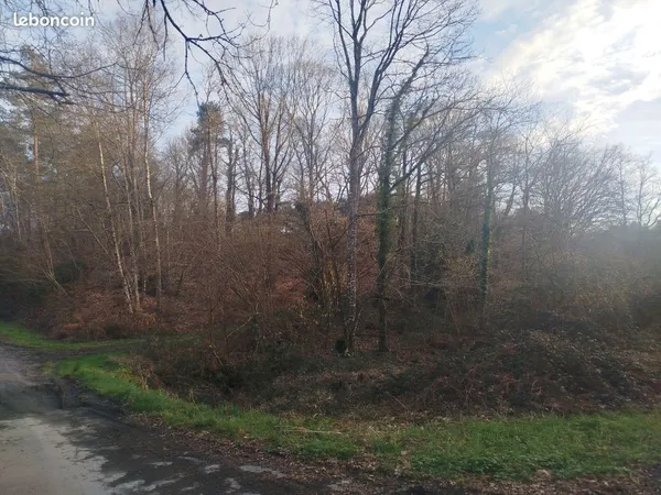 Terrain boisé