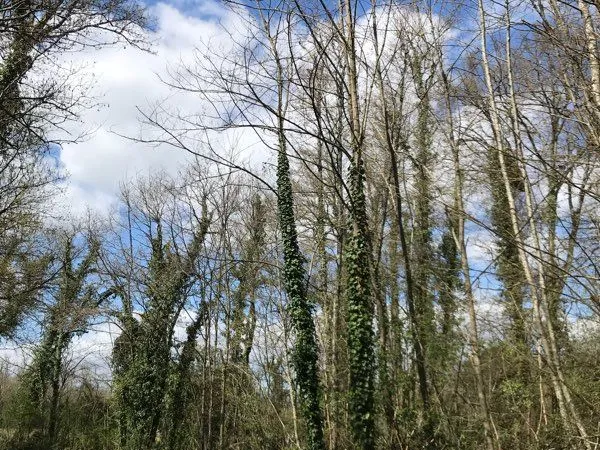 Terrain boisé 4053 m2