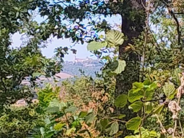 Forêt à vendre