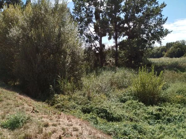 Parcelle boisee
