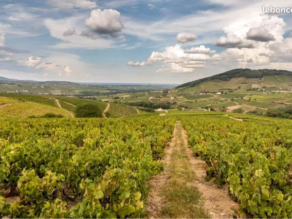 Vente de vignes Beaujolais village