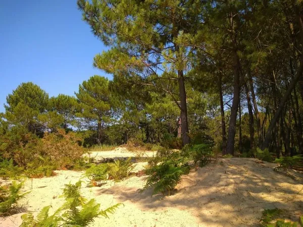 Terrain de 730 M2 sur Sanguinet