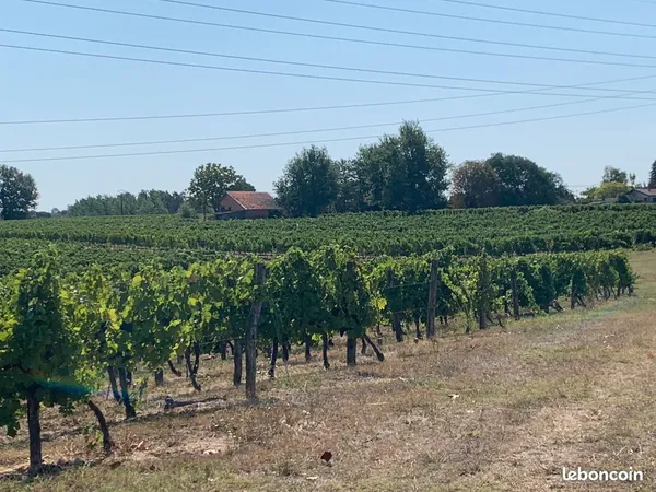 Vignes / exploitation viticole à reprendre