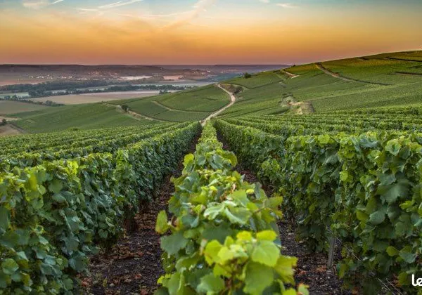 Parcelle de vigne