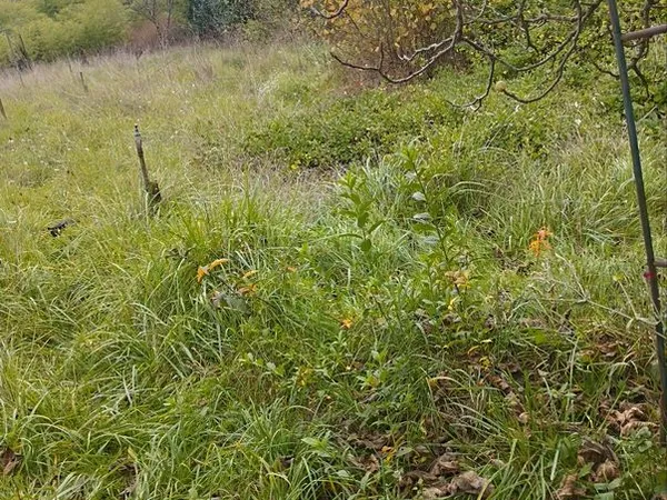 Terrain 1555 m2