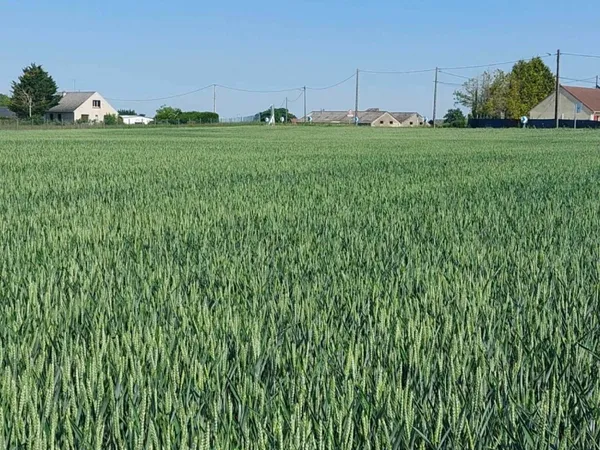 Terrain 439 m²