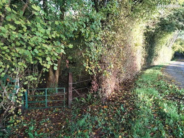 Vente parcelle boisée