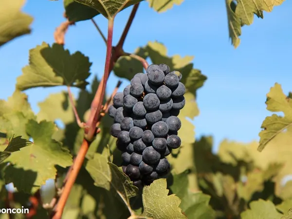Vignes 0,9466 ha Lalande de Pomerol