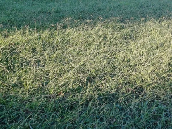 Terrain 200 m²