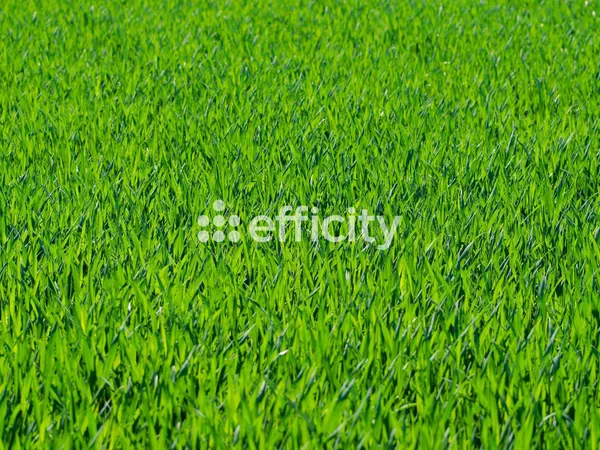 Terrain 297 m²