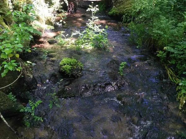 Terrain. Jardin.A louer