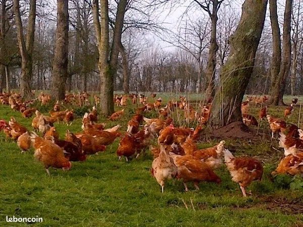 🌈LE FAMILIAL🌈 Recherche parcelle 🌳bois/friche pour 🐓volailles