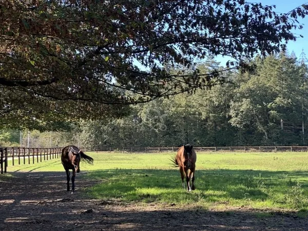 Haras / Equestre
