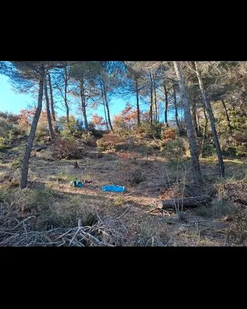 Terrain boisé
