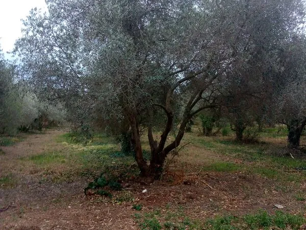 Bien agricole et foncier Vente Le Soler 95000€