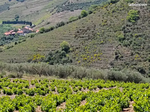 Bien agricole et foncier Vente Banyuls-sur-Mer  8070m² 21500€
