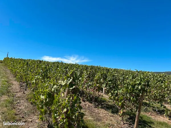 Vente vignes - BROUILLY - ODENAS