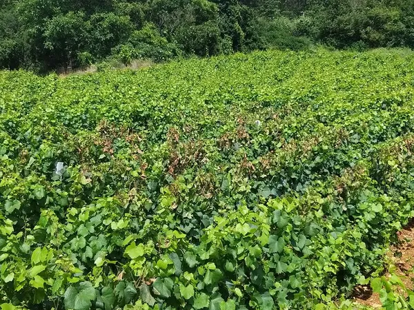 Vigne à louer