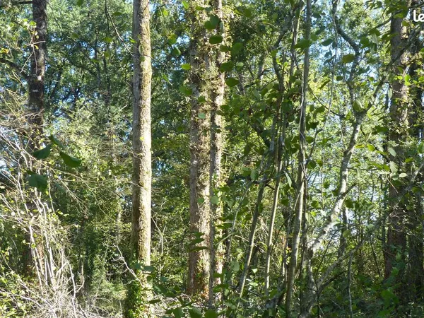 Parcelle boisée de 4840 m2