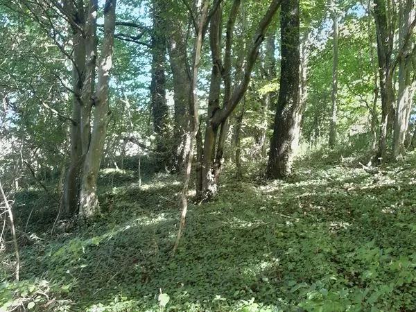 Parcelle de bois