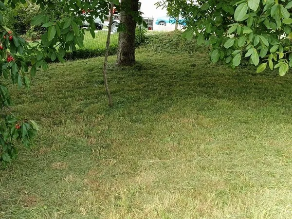 Terrain avec des arbres fruitiers