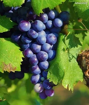 Parcelles AOP bourgueil cabernet franc