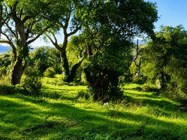 Terrain en individuel 8310 m²