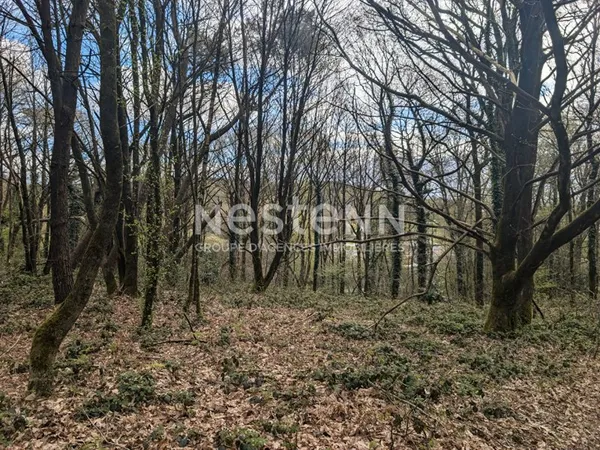 Bois à vendre 2,4 hectare à MOUSTOIR AC