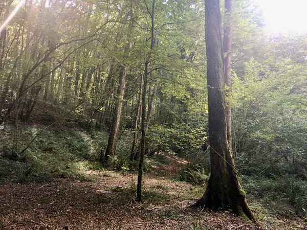 Vends terrain
