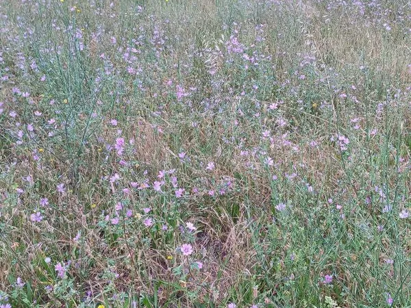 Terrain 300 m²
