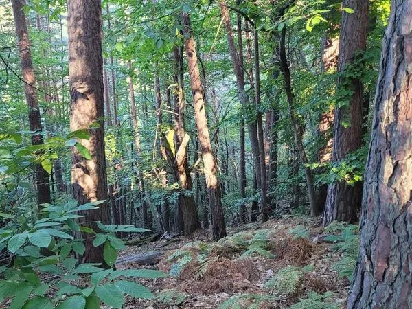 Parcelle de bois et foret