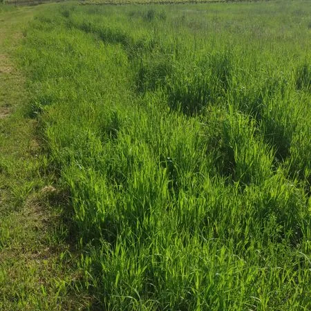 Terrain agricole pour chevaux ou maraîchage