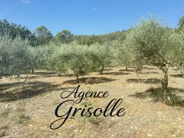 BESSE-SUR-ISSOLE - MAGNIFIQUE TERRAIN PLAT DE 3 600 M² AVEC OLIVIERS