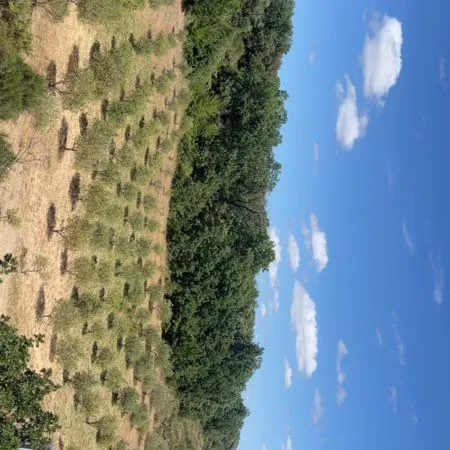 Magnifique Oliveraie - 4000 m² - 110 Oliviers Alberquina - 14 ans