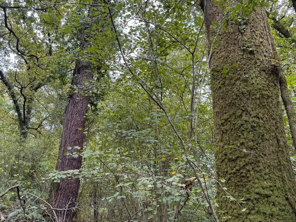 A vendre parcelles de foret bois Chênes / acacia