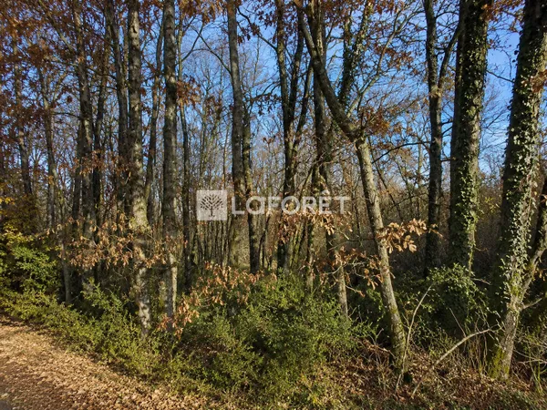 Terrain 5960 m²