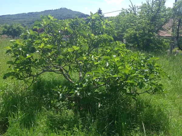 Terrain a bâtir