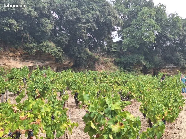 Terrain Vignes châteauneuf-du-pape