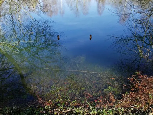 étang avec terrain arboré