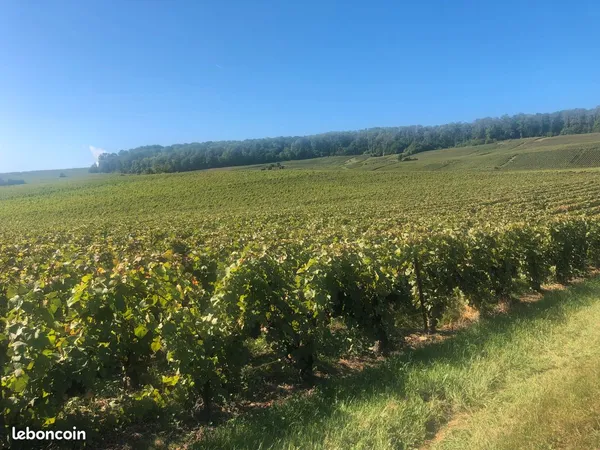 Vignes en Champagne