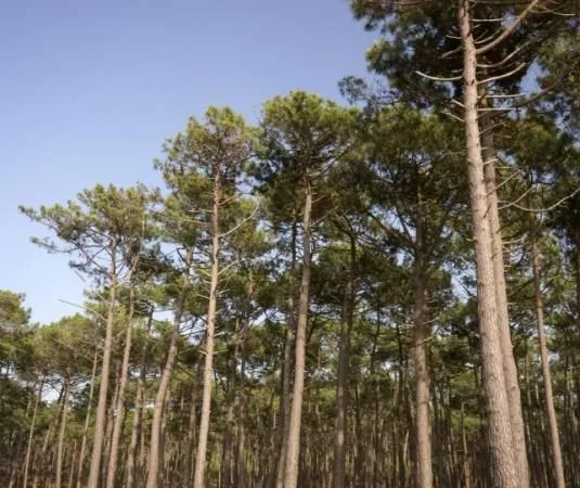 Terrain 700 m² Biganos