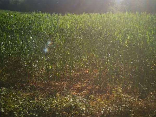 Terrain agricole