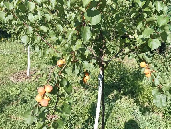 A vendre terrain verger