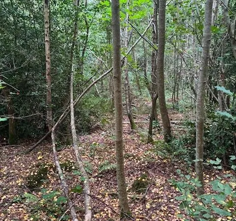 Terrain 7705 m² la croix aux bois