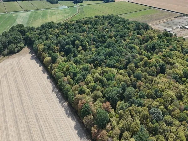 BELLE FORÊT DE FEUILLUS