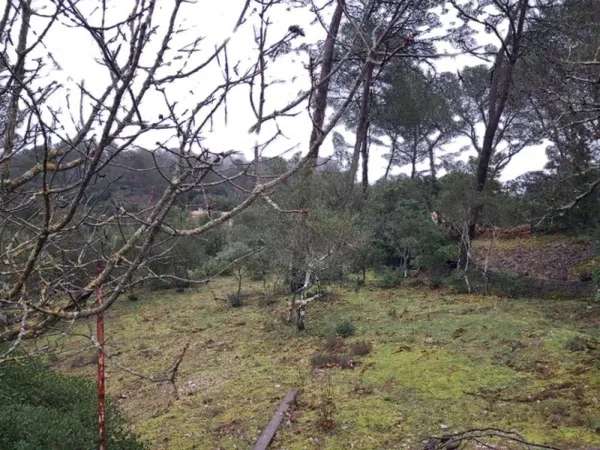 Terrain 1000 m²