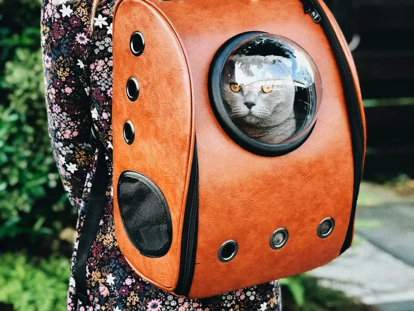 Déménager avec un animal de compagnie : préparer le transport et l'adaptation