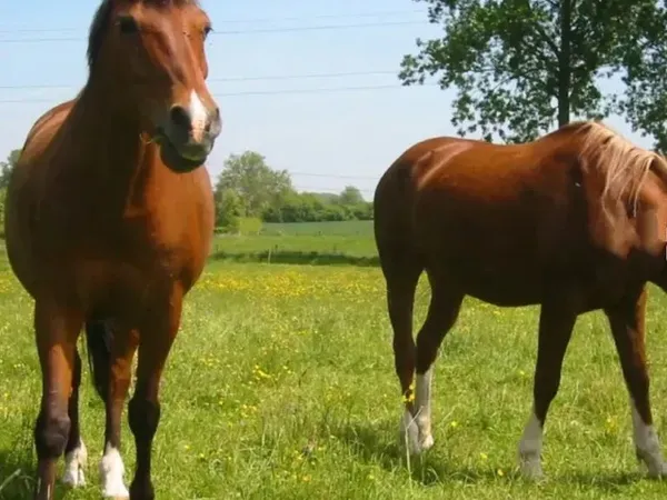 Location Terrain pré pature chevaux chévre poney
