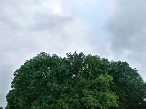 Terrain boisé